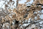 Korean cherry blossom